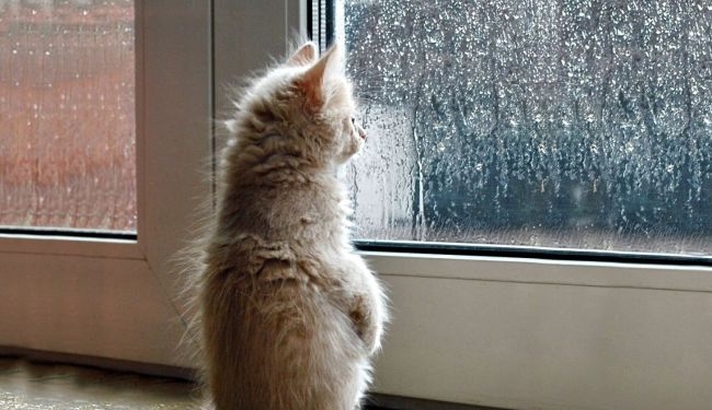 Погода на сегодня: в Украине местами дожди, температура до +30