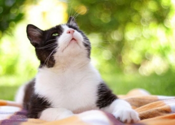 Погода на сегодня: на юге Украины местами дожди, температура до +33