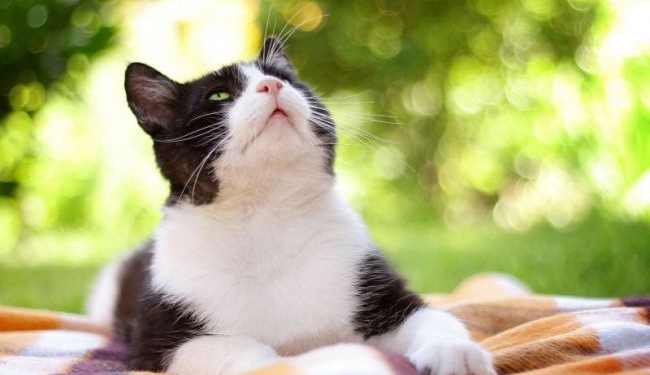 Погода на сегодня: на юге Украины местами дожди, температура до +33