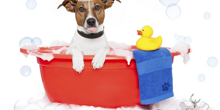 В Николаеве бездомный украл из зоомагазина 4 бутылки шампуня для животных – хотел обменять на водку