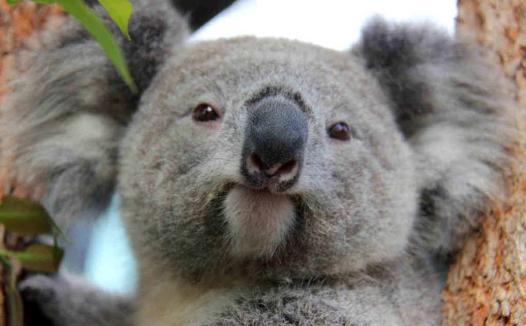 Редчайший случай - коала родила двойню. Кажется, пушистая мамаша не очень этому рада 1