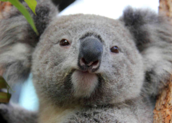 Отдохнуть и согреться. В Австралии коала забралась в дом и аннексировала диван