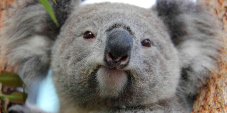 Отдохнуть и согреться. В Австралии коала забралась в дом и аннексировала диван