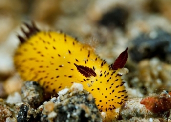 Биоробот из морского слизня будет исследовать глубины океана