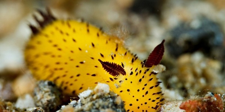 Биоробот из морского слизня будет исследовать глубины океана