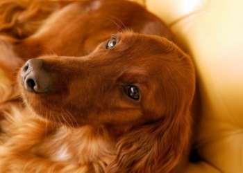 Ирландский сеттер демонстрирует свой талант. Или тестирует пианино в магазине?