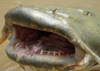 Под Ровно поймали 2-метрового сома. Тащили к берегу около часа