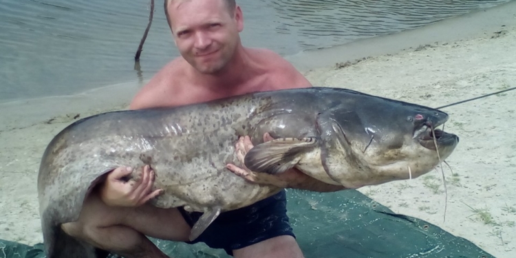 Завидуем молча. Житель Чернигова поймал громадного сома