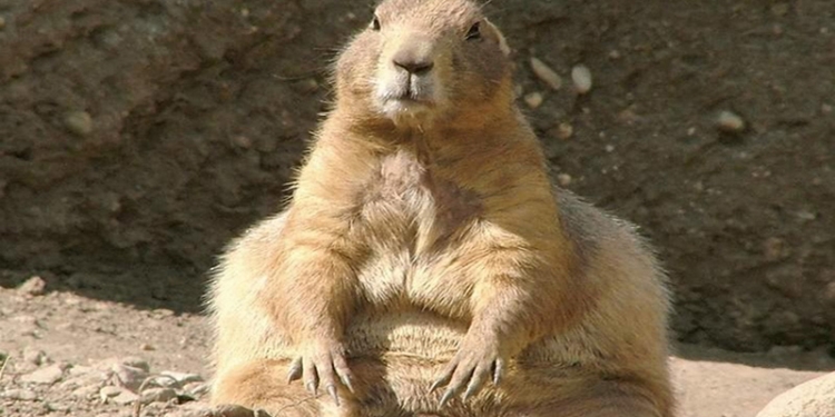 В США придумали машину-пылесос для луговых собачек