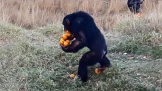 “Бери, сколько унесешь”, – сказали обезьяне, и она ушла с апельсинами в руках, зубах и ногах одновременно