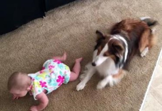 Почти Маугли. Собаки учат младенца ползать. Раз больше некому 1