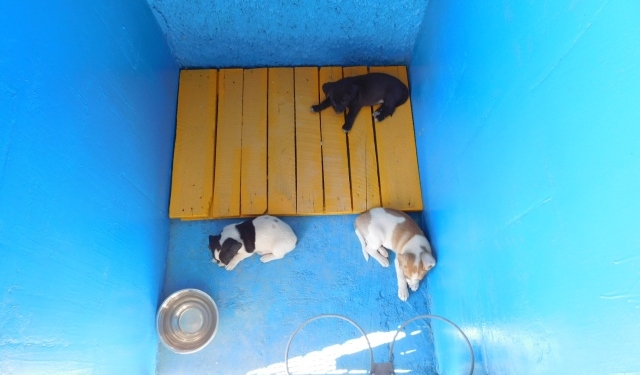 В Южноукраинске вскоре заработает приют для животных «Мы с вами»