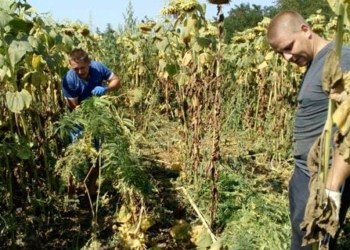 На Николаевщине обнаружена плантация конопли площадью около 2 гектаров, «спрятанная» между посевами подсолнечника
