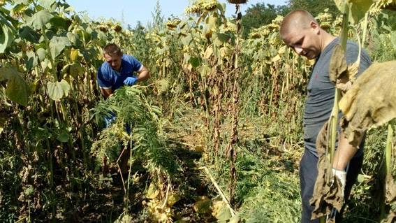 На Николаевщине обнаружена плантация конопли площадью около 2 гектаров, «спрятанная» между посевами подсолнечника