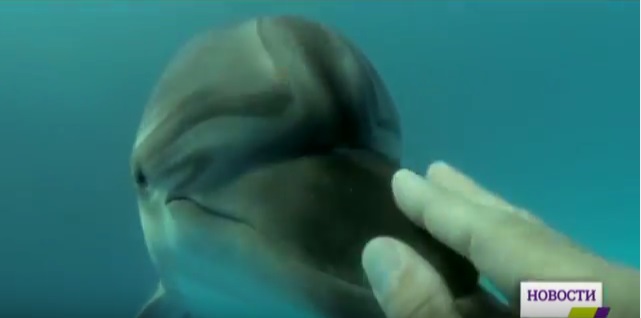 В Одесском дельфинарии на свет появился дельфиненок: как это было 1
