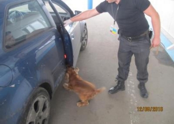 Собачий тандем помог пограничникам обнаружить наркотики в авто, на котором ехали супруги из Нидерландов