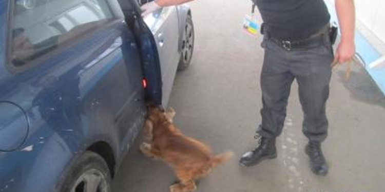 Собачий тандем помог пограничникам обнаружить наркотики в авто, на котором ехали супруги из Нидерландов