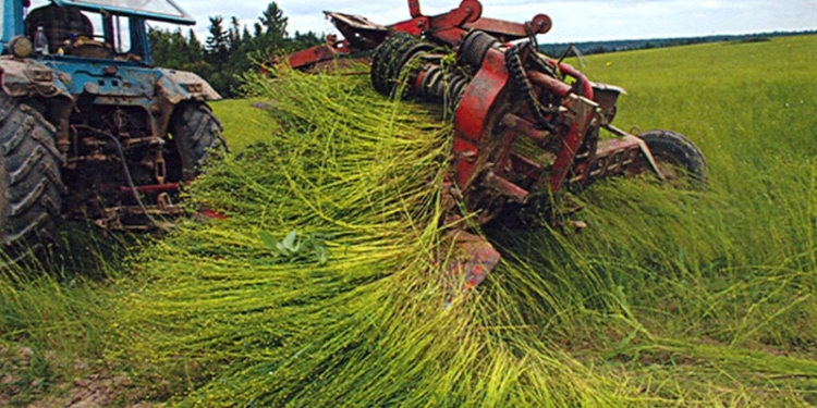 Хуже, чем кочевники: воры, зашедшие на 24 комбайнах с территории Николаевской области, выкосили на Херсонщине 1 тыс. га льна