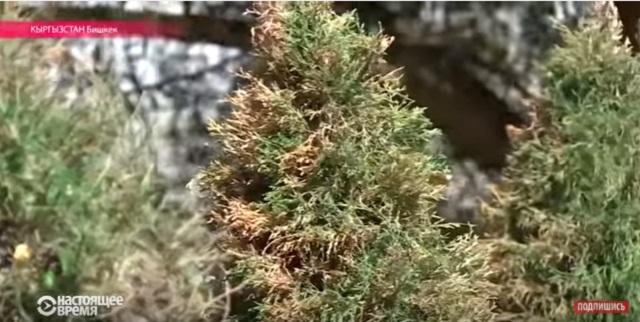 В Кыргызстане к саммиту СНГ покрасили сухие елки 1