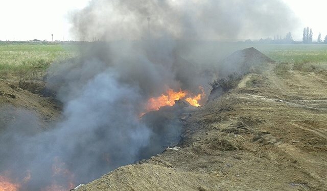 АЧС на Николаевщине: сожжено 310 свиней