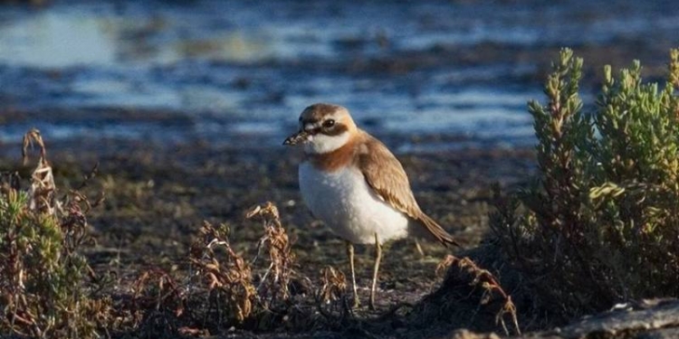 Орнитофауна Тилигульского лимана пополнилась новым видом