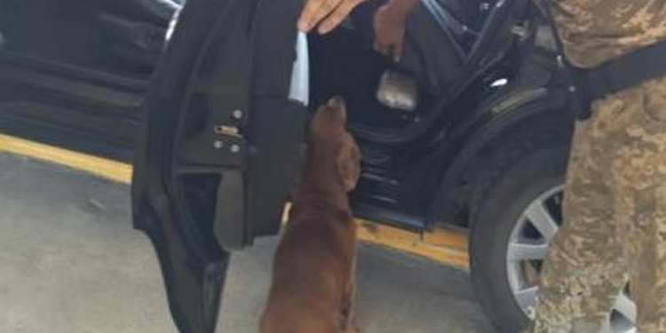 Из-за пограничного пса житель Запорожья не смог вывезти в Россию почти 4 кг наркотиков