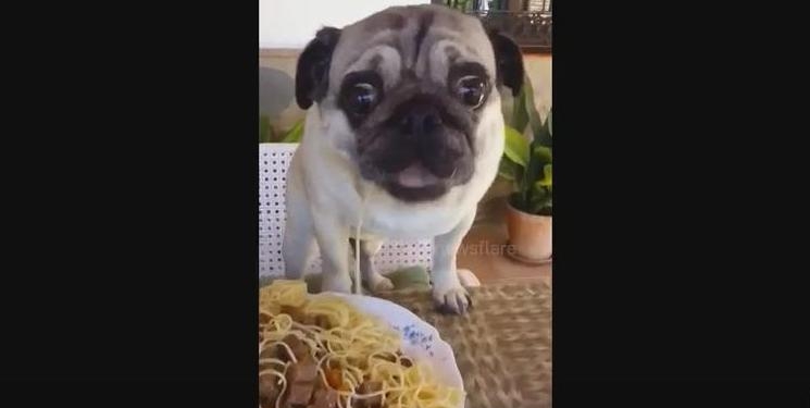 «Люблю я макароны»: мопс Бандито обожает спагетти, но достоинства не теряет