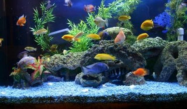 Домов красивых много, забор такой один. Турецкий бизнесмен построил ограду-аквариум с морскими обитателями