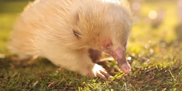 В Австралии ехидне-альбиносу устроили настоящий День рождения