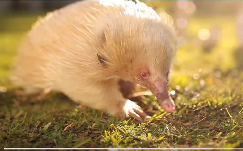 В Австралии ехидне-альбиносу устроили настоящий День рождения 1