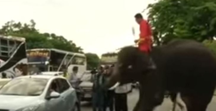 Политикам на заметку. В Таиланде слоны агитируют за новую конституцию и раздают листовки