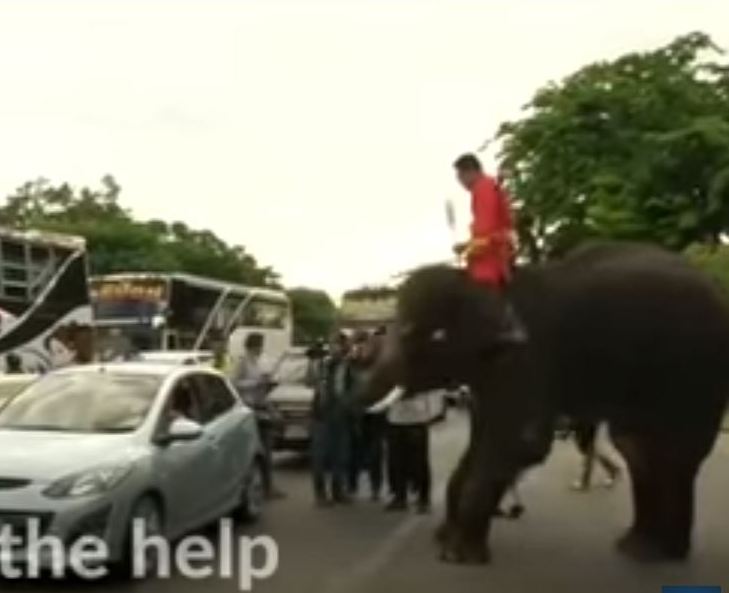 Политикам на заметку. В Таиланде слоны агитируют за новую конституцию и раздают листовки 1