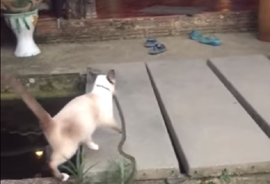 Рикки-Тикки-Тави. В Таиланде кот-змеелов защищает постояльцев отеля