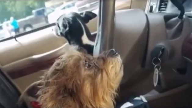 Две собаки угнали машину и разбили ее о супермаркет