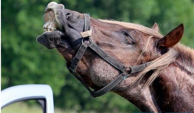300 лошадиных сил, или Чем живет старейший конный завод Украины