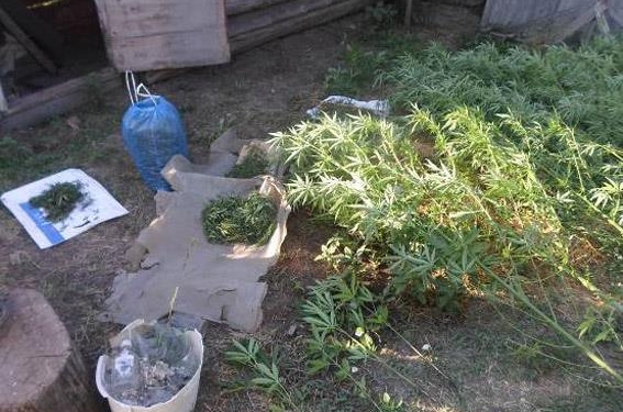 В Снигиревском районе полицейские отобрали у селянина 1,2 кг травы и еще 15 кустов