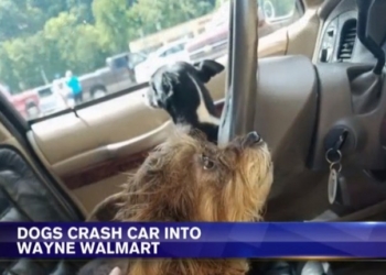Оставила без присмотра: в США две собаки завели автомобиль и врезались в стену супермаркета