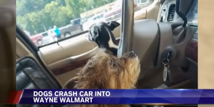 Оставила без присмотра: в США две собаки завели автомобиль и врезались в стену супермаркета