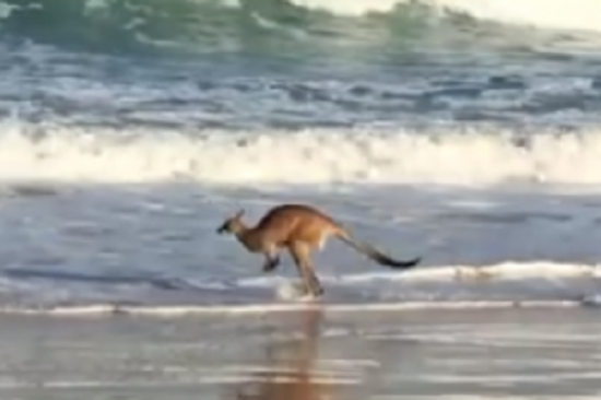 Прыгающий по волнам. Влюбленный в океан кенгуру умилил австралийцев