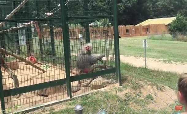 Обиделся. Бабуин отомстил дразнившим его детям. Они это запомнят навсегда