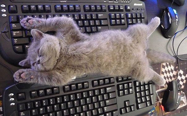 Кошки – это такие существа, которые плевать хотели на ваше личное пространство