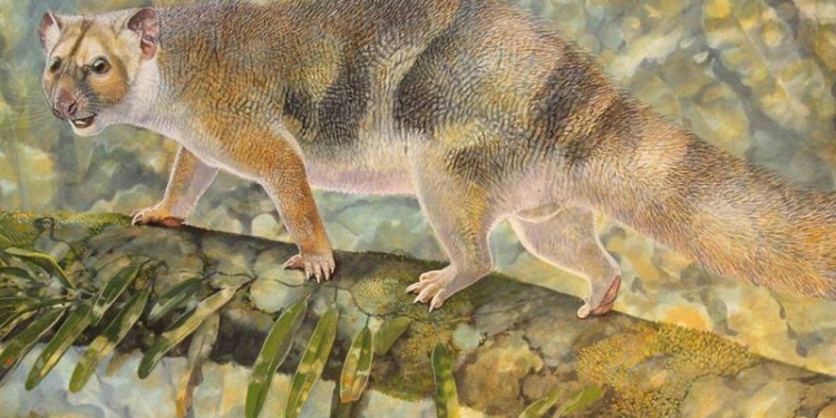 В Австралии обнаружили останки вымерших карликовых львов