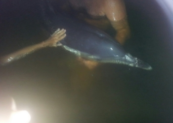 Как на Кинбурне упрямого дельфина-белобочку спасали