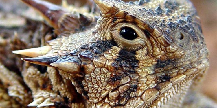 Защита кровью и стрельба глазами. Уроки самообороны от ящерицы