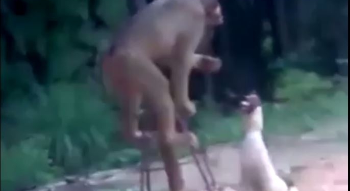 Гусь свинье не товарищ. А обезьяне? Жесткий троллинг из мира животных