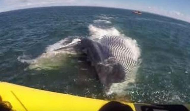 Увидеть кита и…Кит чуть не перевернул лодку с туристами