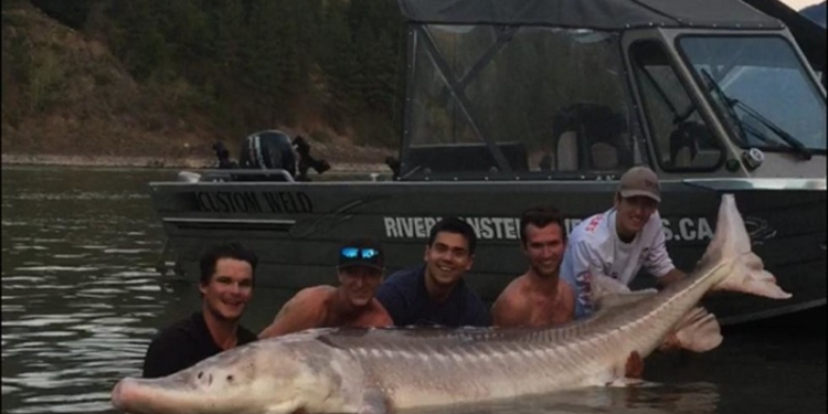 В Канаде поймали речного монстра – 3-метрового осетра