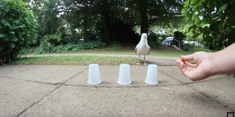 Была б человеком, пошла бы в политику. Чайка легко выигрывает “в наперстки”