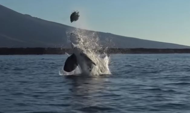 Касатка поймала черепаху. Но перед едой решила поиграть. Жертвой