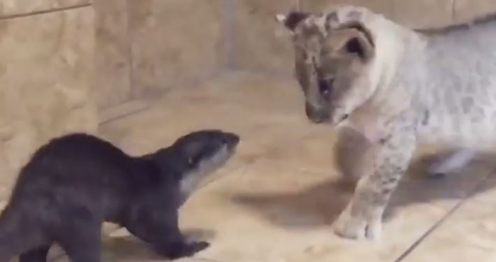 Люди, учитесь у зверей. Необычная дружба львенка и выдры